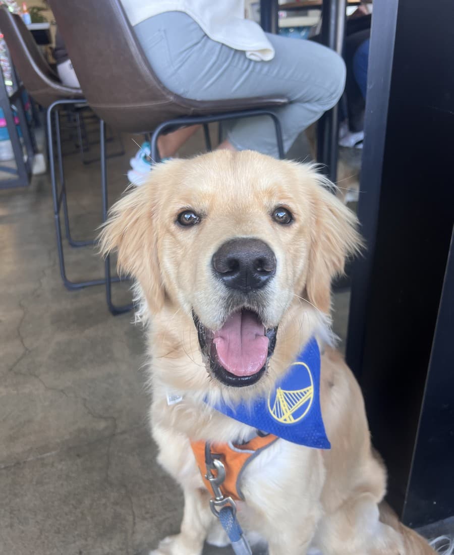 Bobby the golden retriever, the original photo