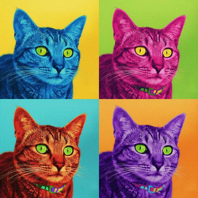 Pop Art art style applied to the cat photo