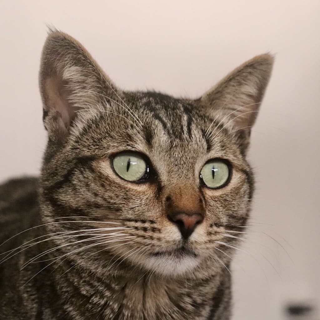 The original cat photo before any style is applied